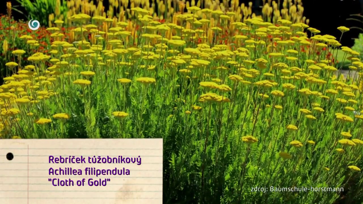 Nova zahrada - trvalky